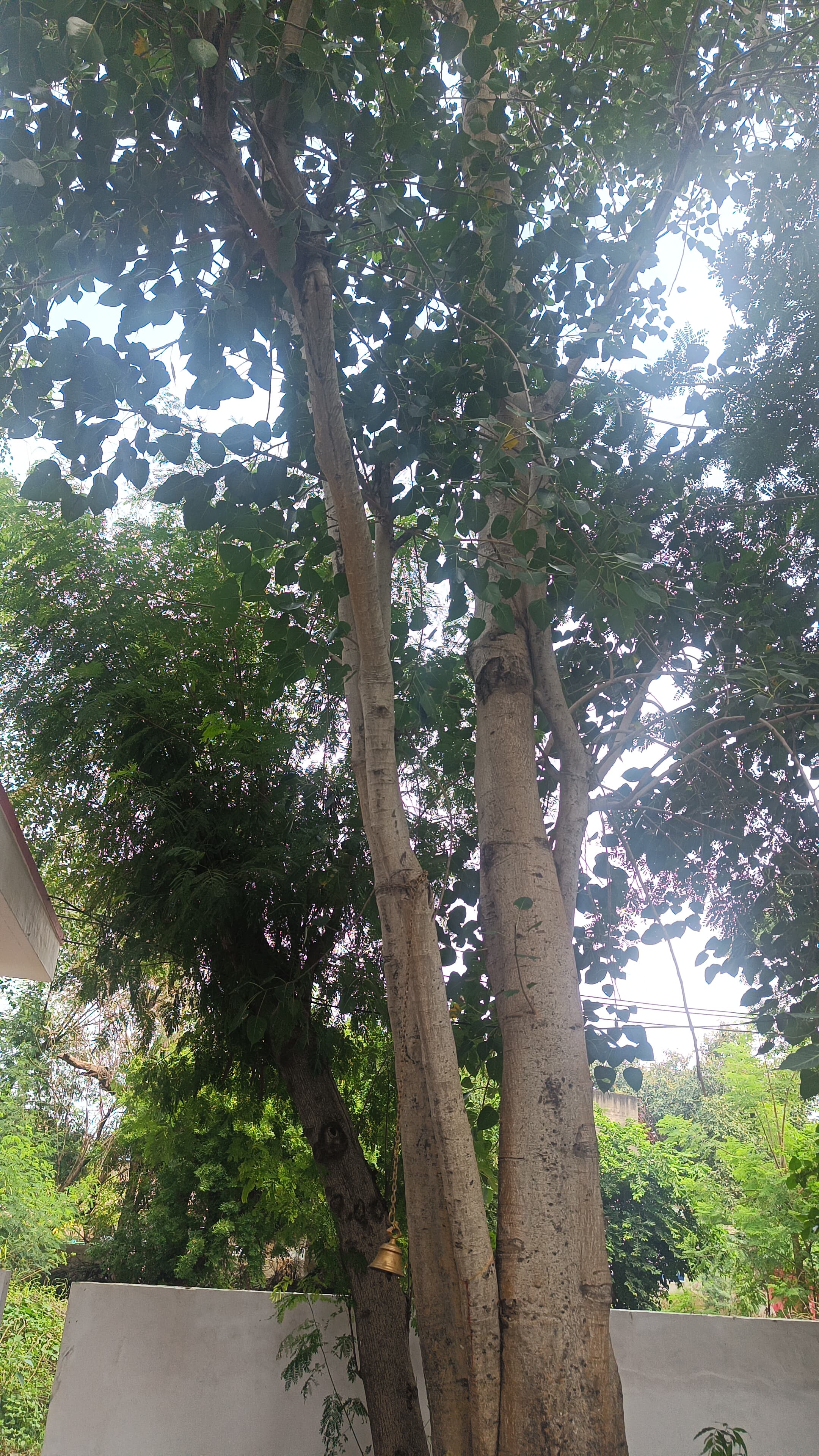 Peepal Tree